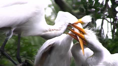 Una-Madre-Grulla-Alimenta-A-Tres-Polluelos