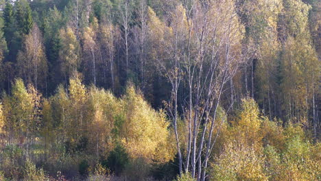 follaje del bosque en la temporada de otoño. paneo a la izquierda