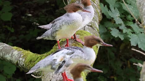 close up shot showing group of perched common merganser duck in wooden branch in nature