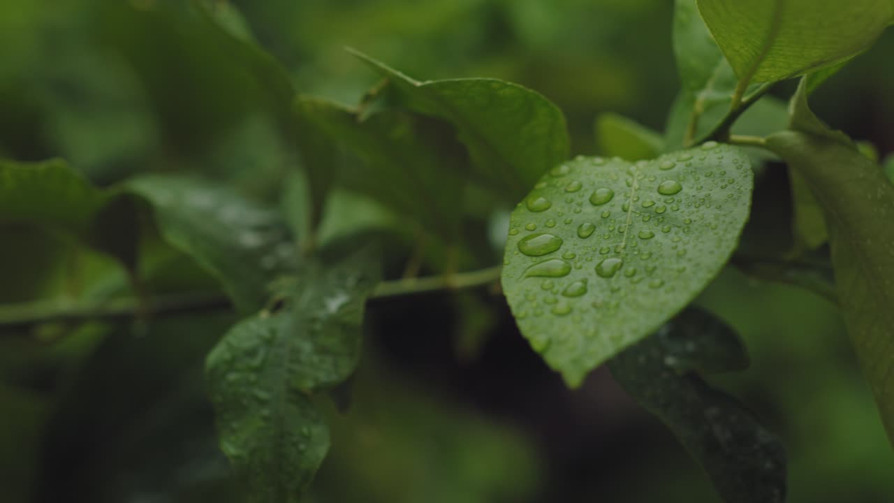 primer plano de una hoja verde con gotas de rocío