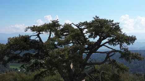 flying towards the 400 year old "holy pine" and the stunning mountain view of kamena gora, serbia - aerial drone shot