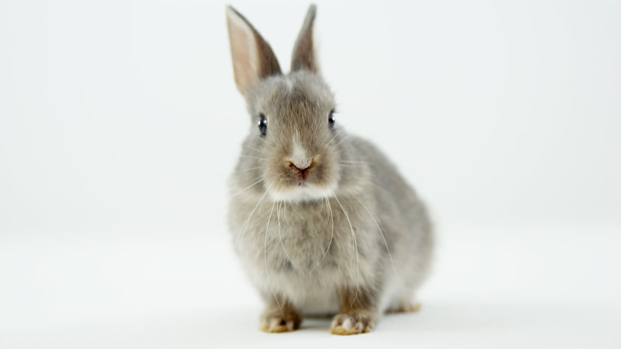 Пасхальный кролик на белом фоне