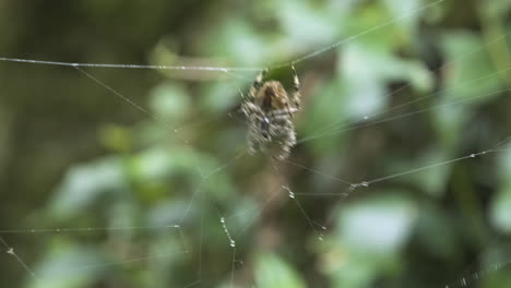 Tiny-cute-little-spider-quiet-on-it's-unfinished-web-trap-on-a-windy-day