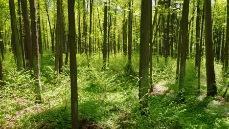 Flying-between-the-trees-in-the-spring-forest.