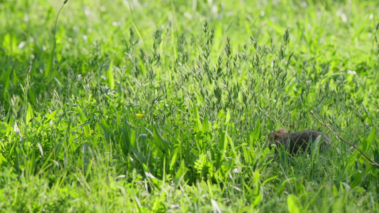 風に揺れる長い草の牧草地で餌を探すヨーロッパハムスター。カメラに向かってから右に曲がり去っていく。春または夏の牧草地での自然な野生生物の行動