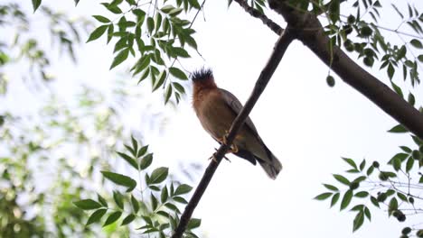 brahminy myna