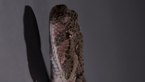 puff adder snake - close up on head -vertical video