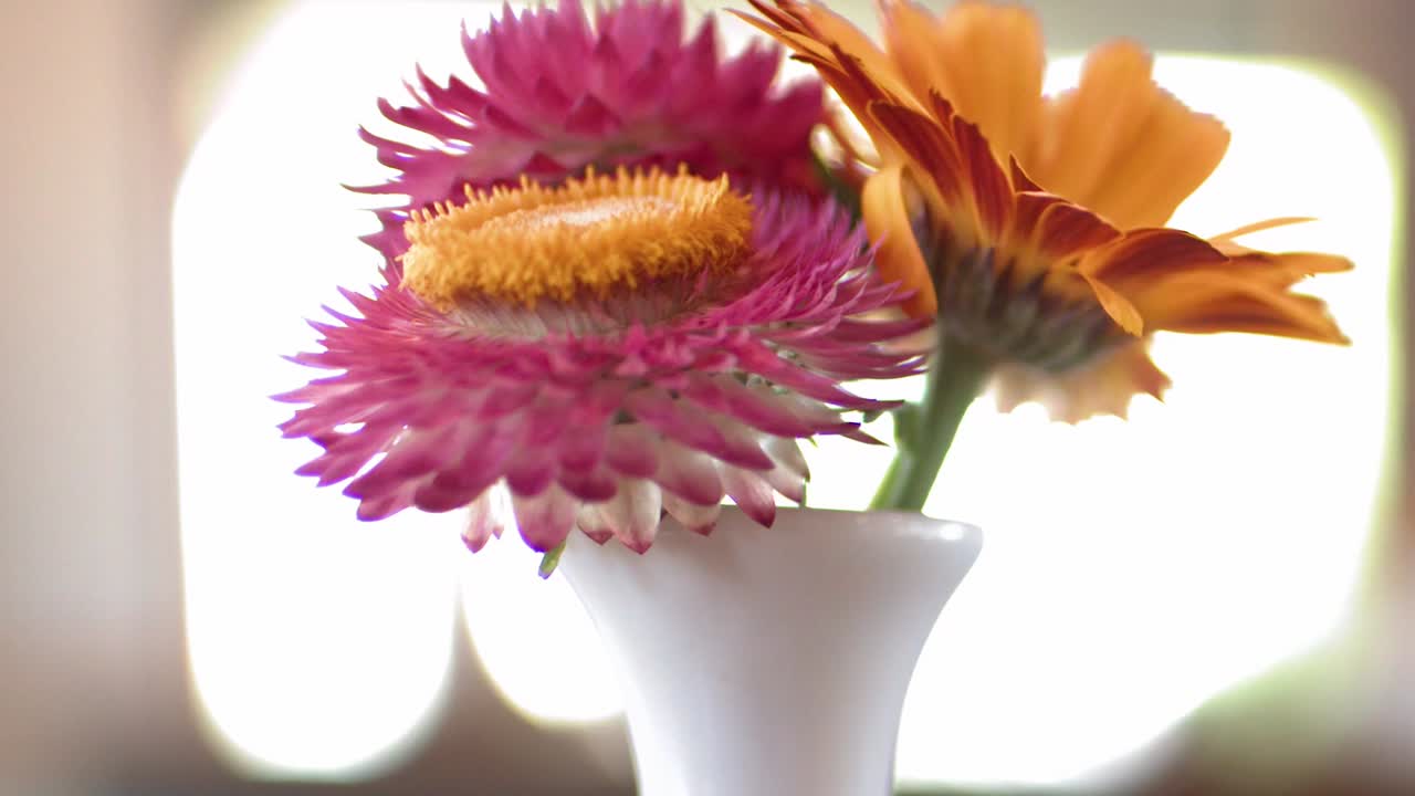 Uno scatto macro ravvicinato di vivaci fiori di paglia disposti in un vaso bianco minimalista.