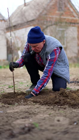 hard-working caucasian man plants a fruit tree. gardener is thumbing the ground with his hands in gloves. vertical video.