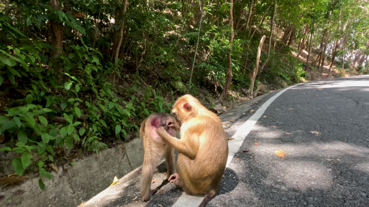 Two wild monkeys engage in social grooming on sunlit jungle roadside, steady camera, natural daylight