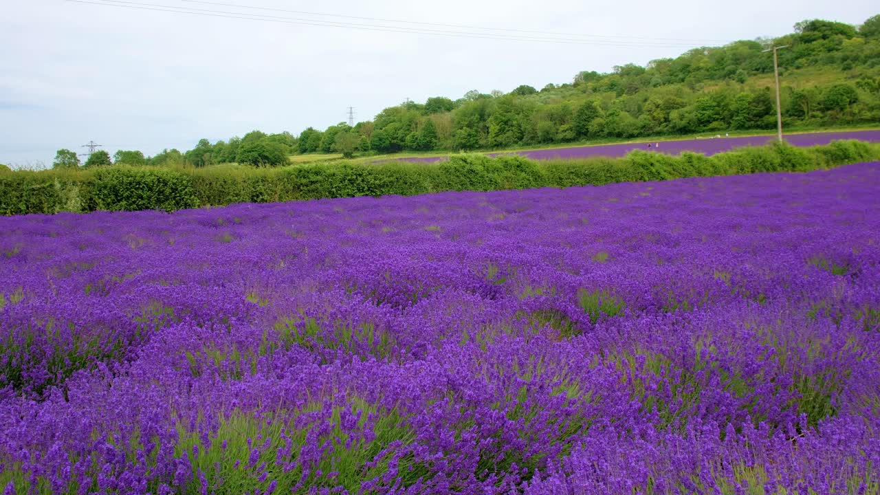 descenso suave sobre la cosecha de lavanda en plena floración en el campo de kent