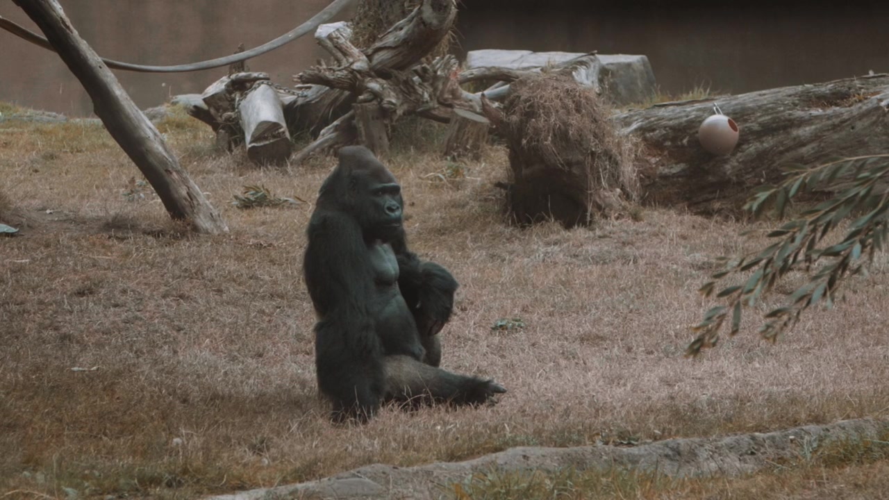 En gorilla, der sidder i slowmotion
