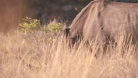 rinoceronte blanco pastando en hierba alta de sabana en el calor africano