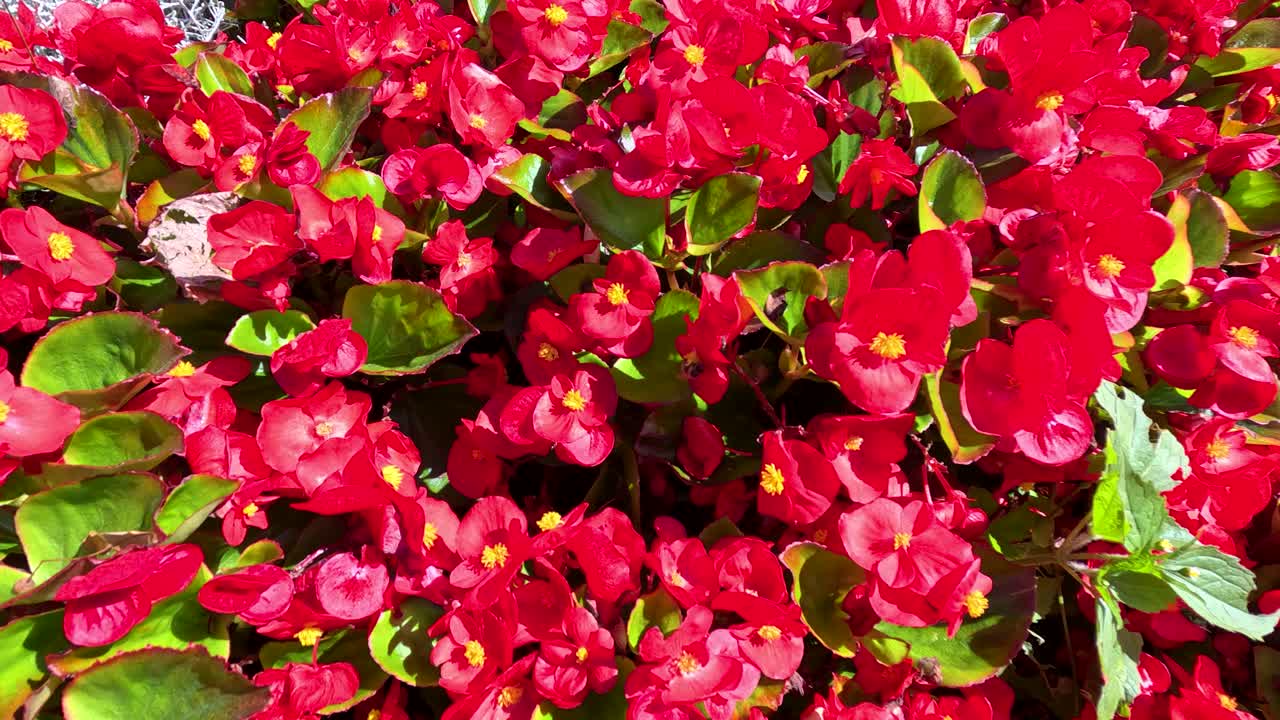 Vibrant red begonia flowers in sunlight, close-up macro view in a lush outdoor garden
