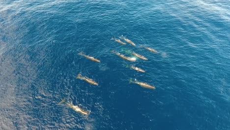 una manada de 12 cachalotes nadando pacíficamente en el océano
