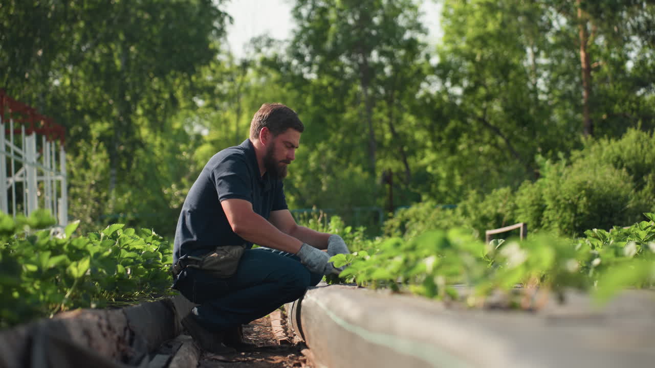 Side view farmer squatting in garden bed works soil around young plants, gloved hands focused on careful tending under warm sun, rural agriculture with green rows, patience