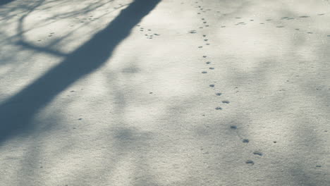 animal footprint tracks imprinted in snow coated ground with long shadows from forest around - high angle tripod panning shot