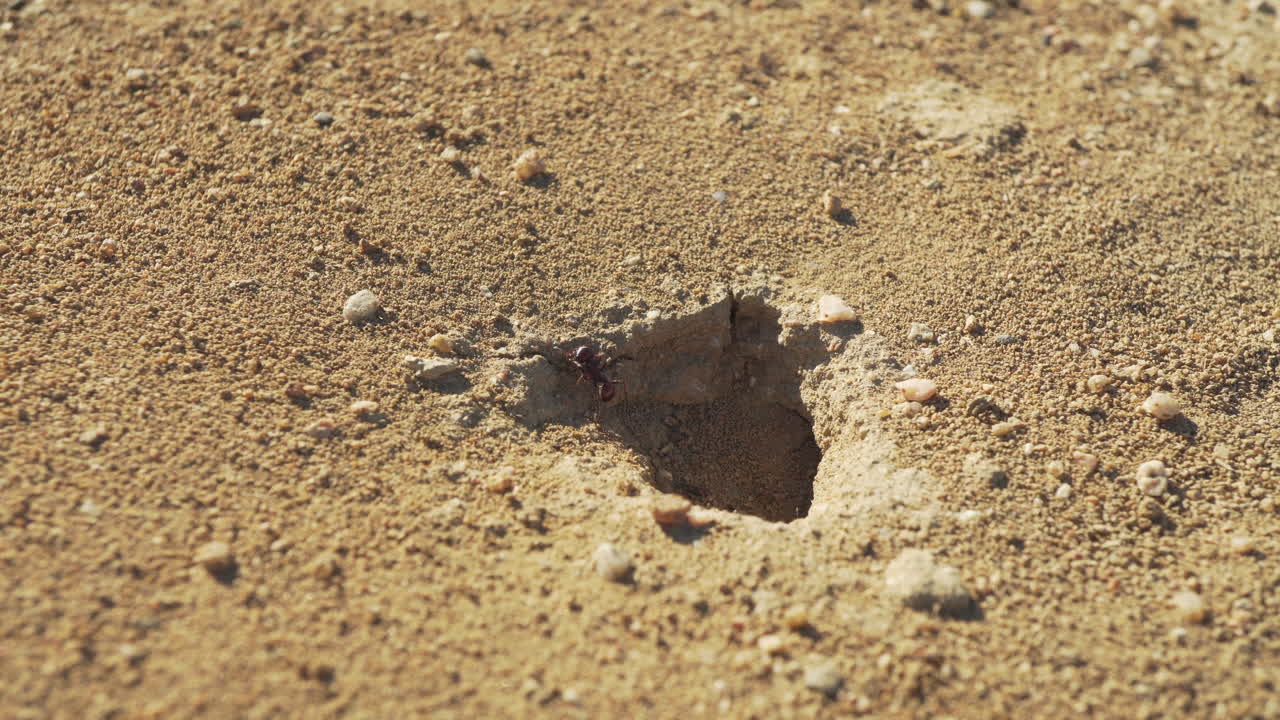 붉은 개미는 건조하고 모래가 많은 서식지에서 식민지를 출입합니다 - 개념:팀워크, 협력, 작업, 노력, 조직, 산업, 네트워크