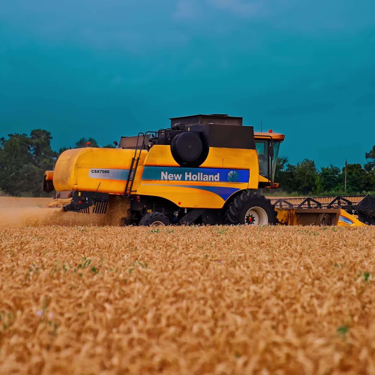 Harvester machine working on golden field in summer. Modern combine harvester collecting ripe grains. Side view