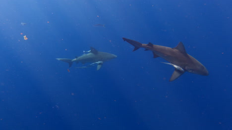 shiver of bull sharks calmly swimming through deep blue ocean