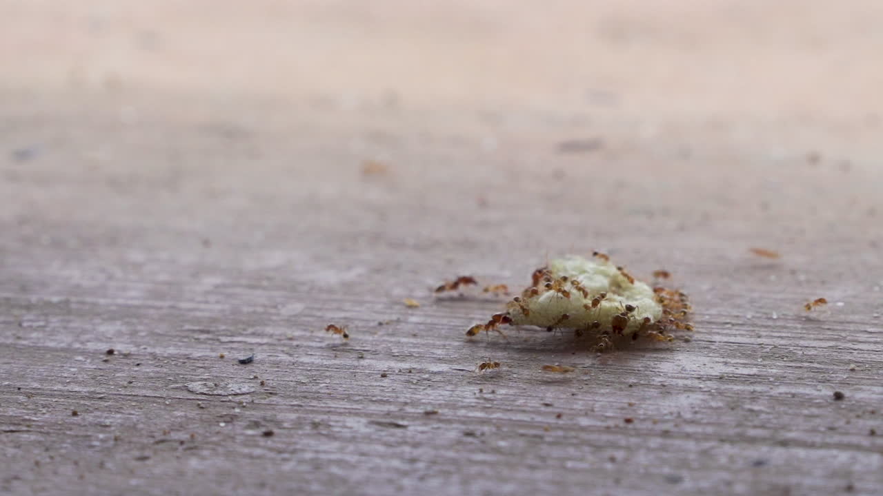 primer plano de hormigas rojas que llevan una patata frita a través de un piso de baldosas