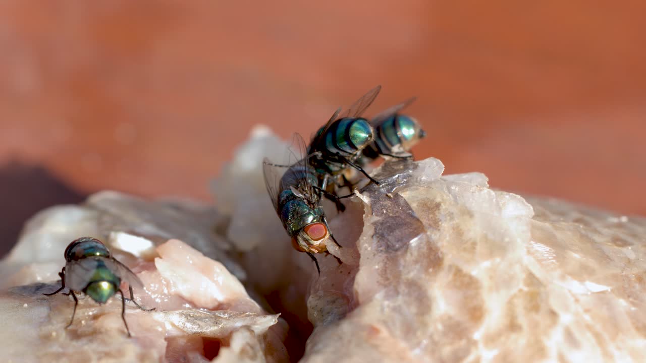 Scatto macro di mosche verdi metallizzate che si nutrono di carne di pesce cruda sotto la luce solare intensa.