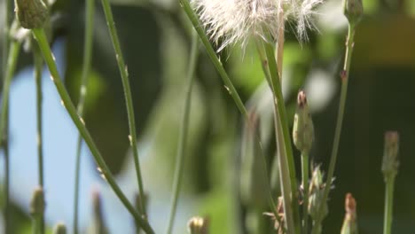 A-dandelion-just-before-dispersing-it's-seeds-in-a-light-breeze,-tilt-up-and-close