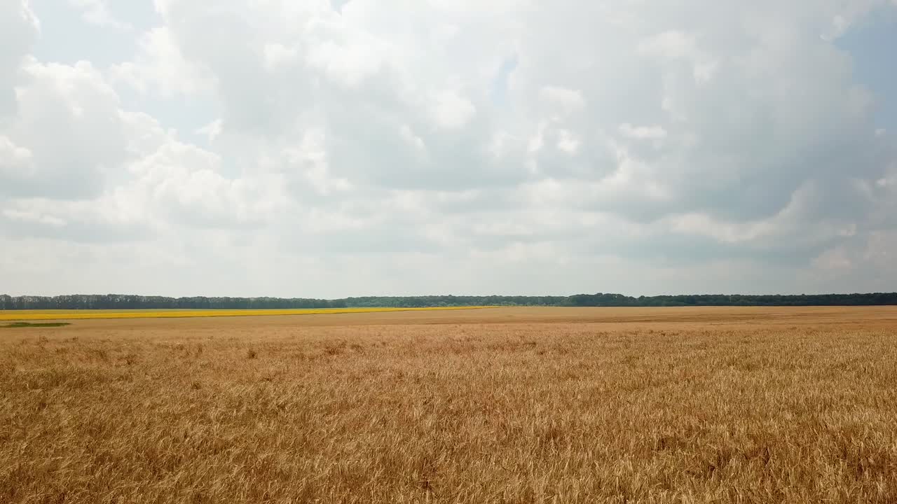 Aerial view of the land sown with wheat. Spikelets of wheat are ripening on the sun in a warm weather. Camera motion forward. Agribusiness