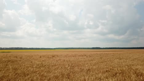 luftaufnahme des mit weizen gesäteten landes. weizenspitzen reifen bei warmem wetter in der sonne. kamerabewegung nach vorne. agrarwirtschaft