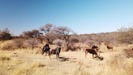 sable y ñus en el lote de alimentación de invierno en una granja de caza africana