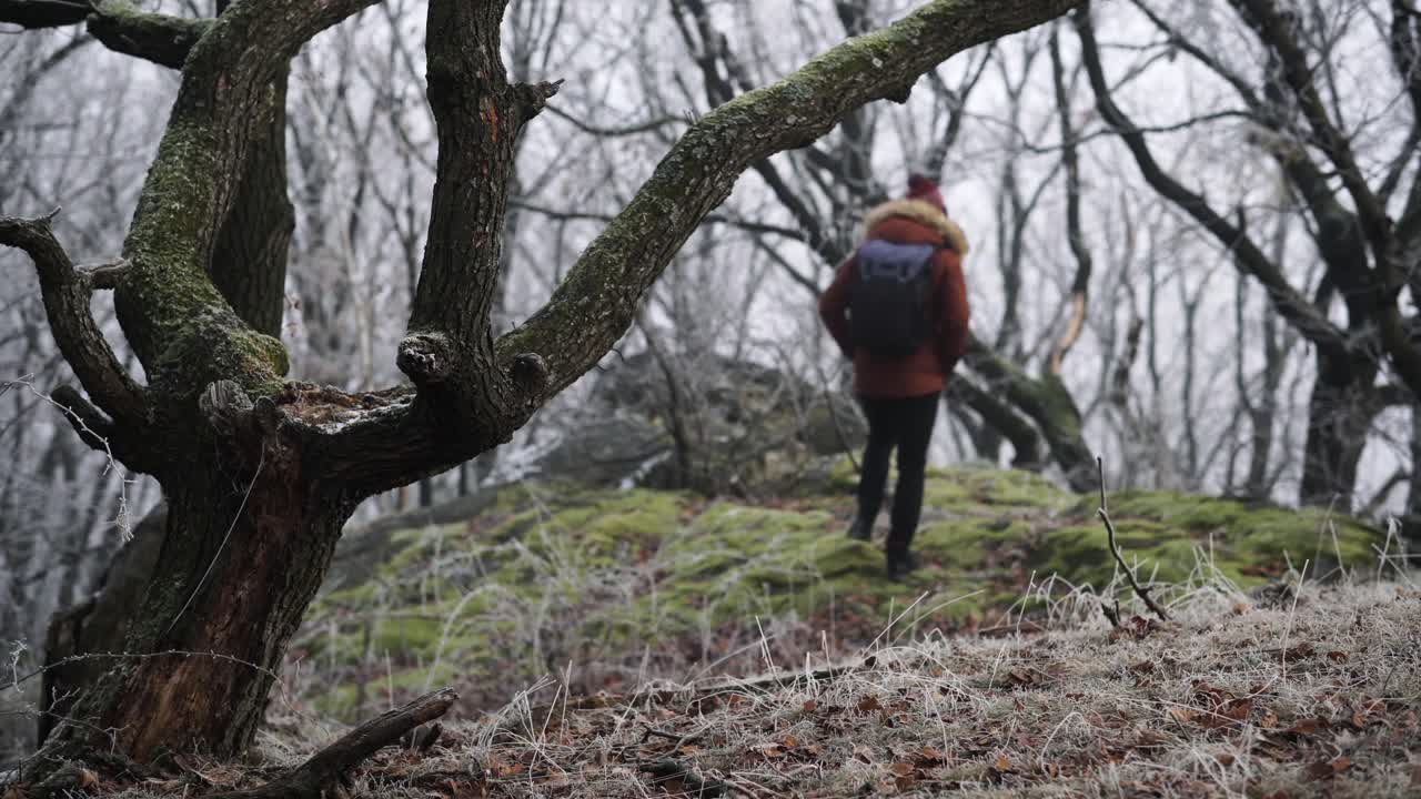 en el árbol de enfoque en primer plano con un excursionista con ropa de invierno y una mochila fuera de foco deambulando por el bosque