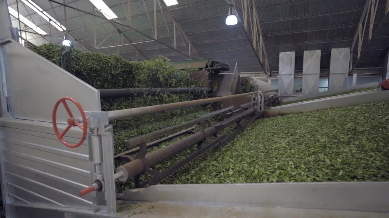 Process of selecting green tea leaves, a crucial step in the production of this traditional and beloved beverage