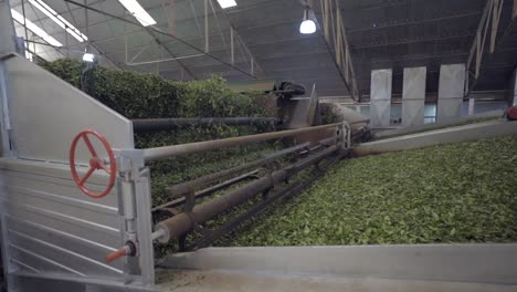 process of selecting green tea leaves, a crucial step in the production of this traditional and beloved beverage