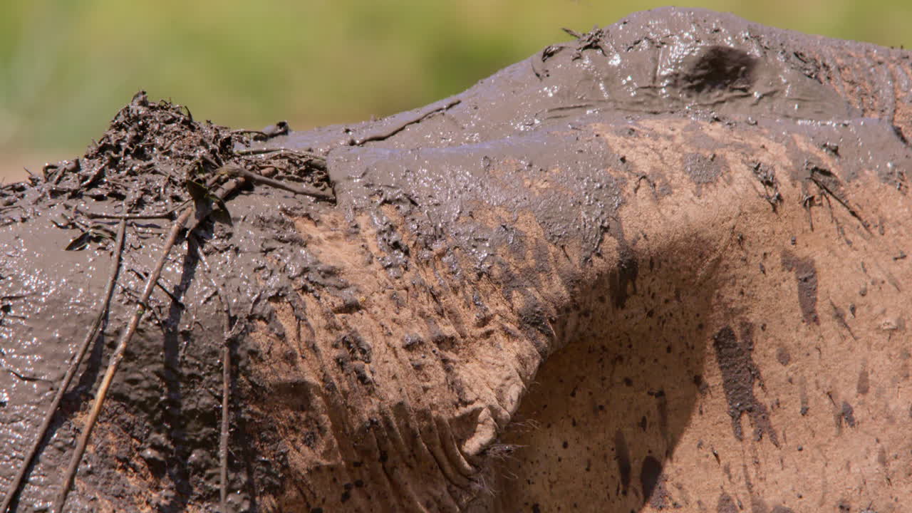 Elefanti africani di savana con le orecchie che sbattono a una pozza d'acqua