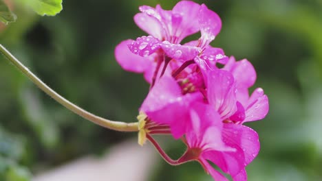 primer plano de flores de pelargonium con gotas de agua sobre pétalos y flores