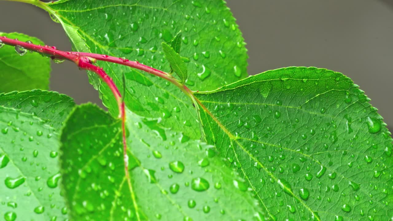 Close-up view of water droplets on green leaves after rain in garden