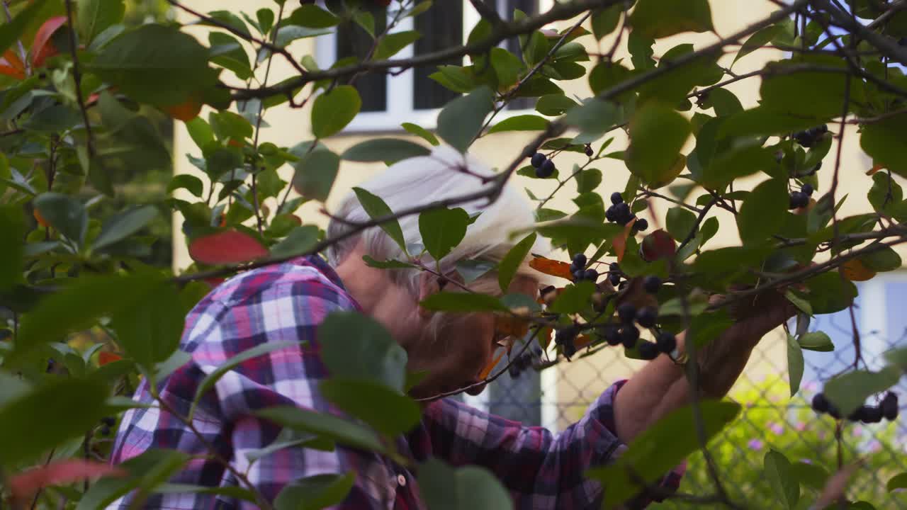 Elderly lady collects organic fruit berries from garden healthy harvest