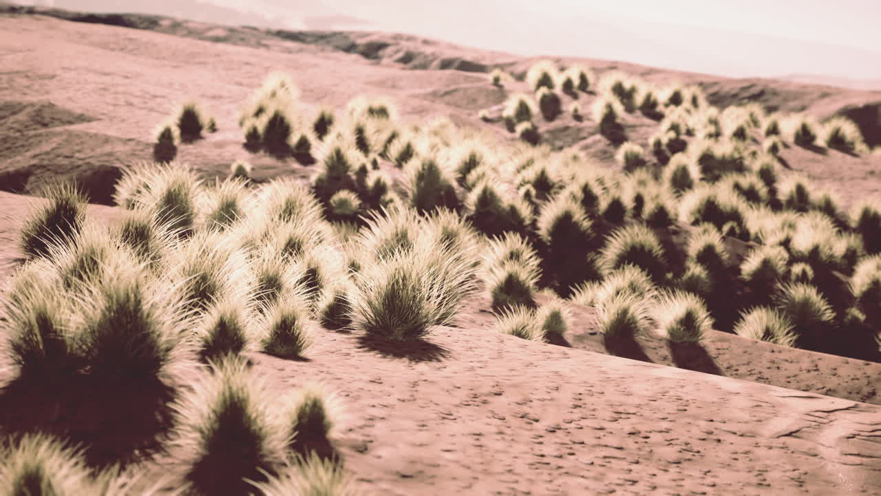área desértica cerca de un oasis con vegetación arbustiva