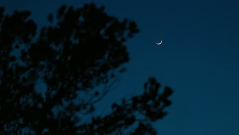 crescent moon small in dark night sky with silhouetted trees in nature