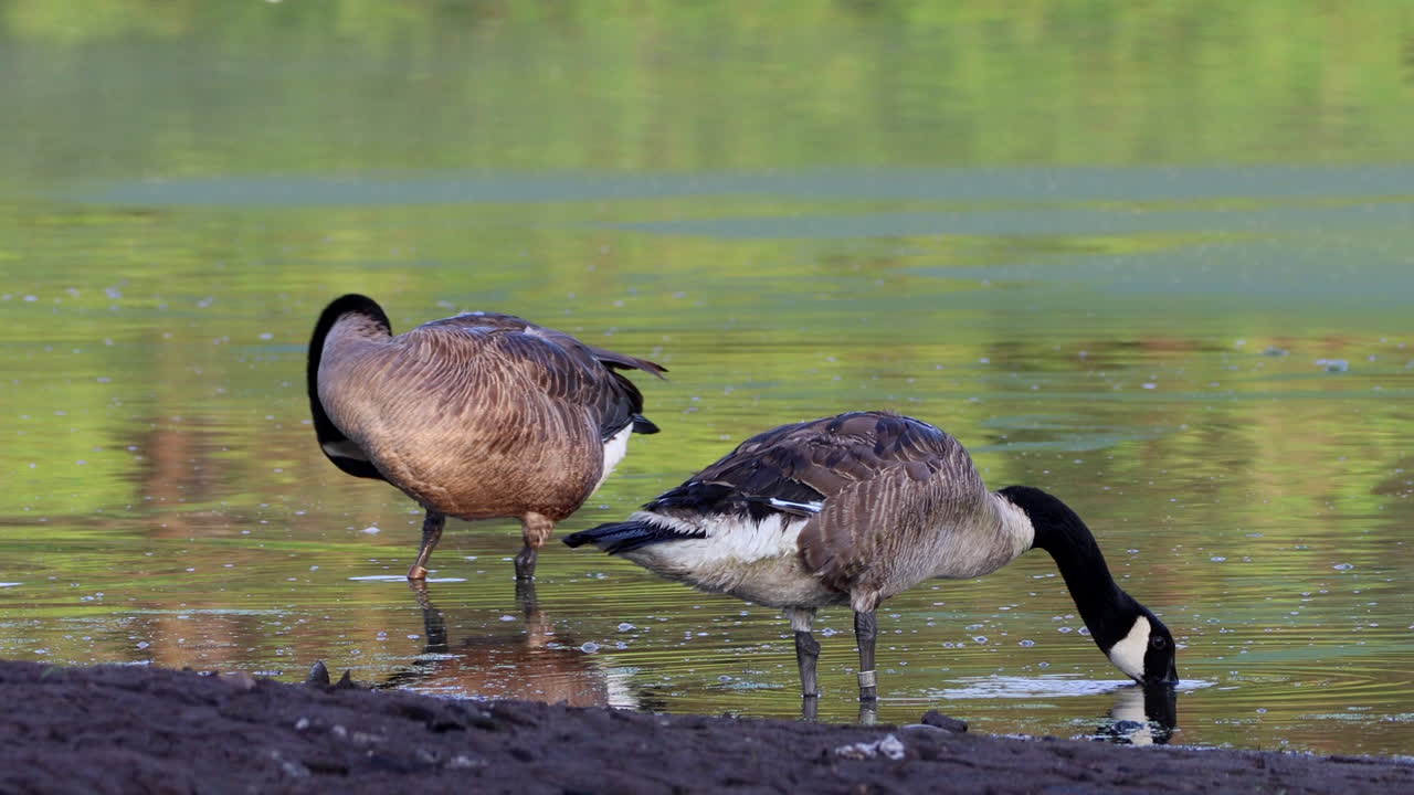 물 속에 서서 아침에 깃털을 손질하는 두 마리의 거위