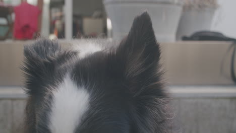 medium close up shot of a cute australian shepherd dog standing in the garden and sniffing with his nose