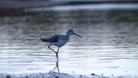 Cerca-Del-Pájaro-Greenshank-Común-Caminando-Sobre-Humedales-En-Busca-De-Insectos