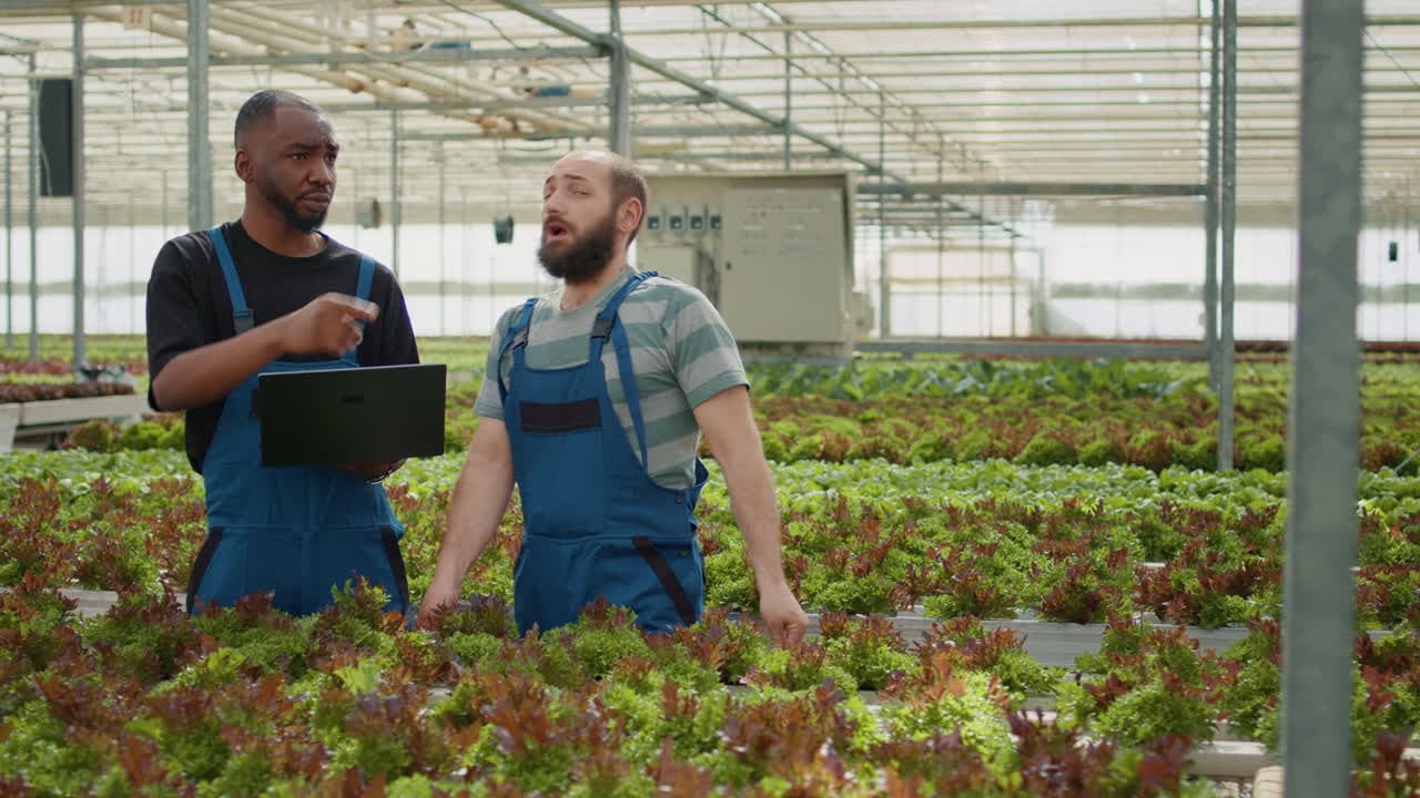 Two men inspecting hydroponic vegetables in a greenhouse