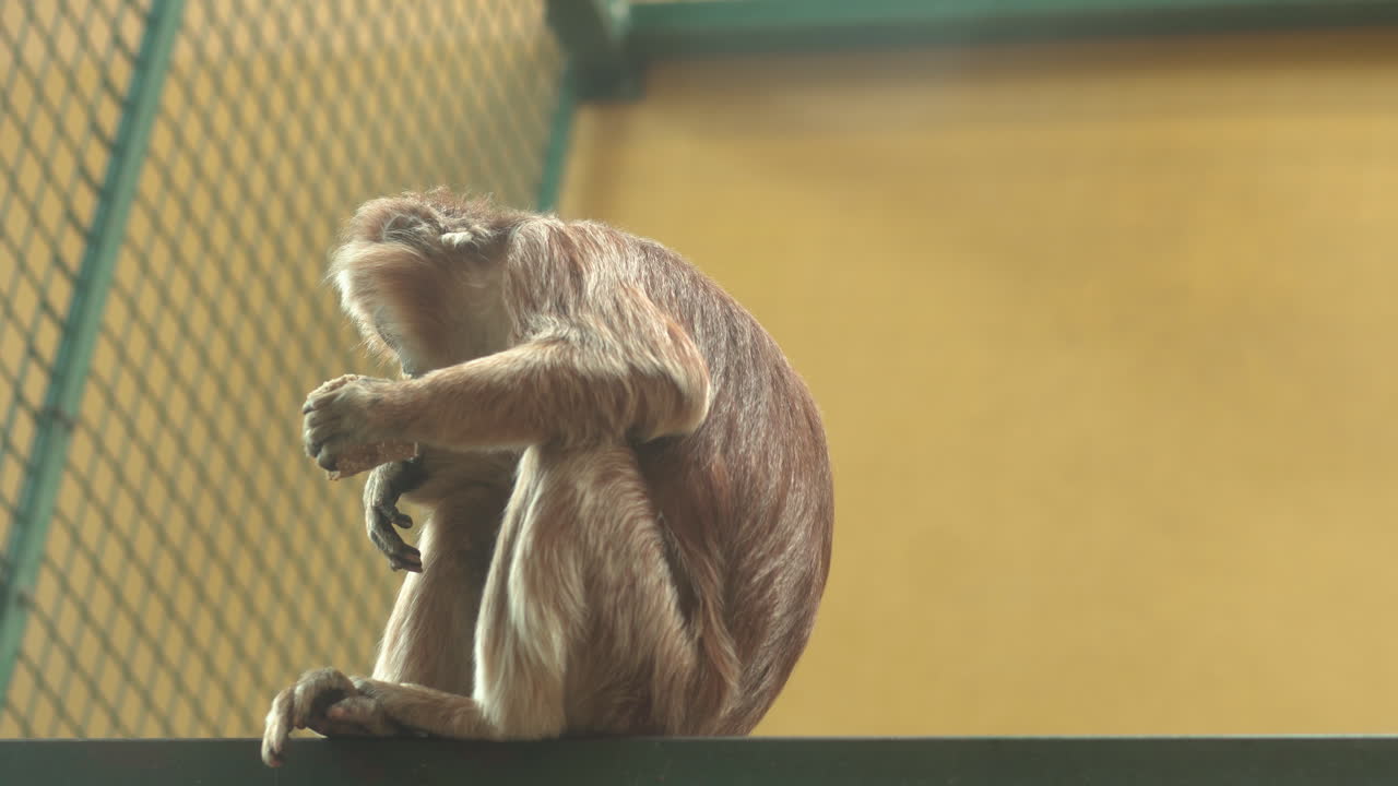Sweet baby monkey sitting on branch and eating food during sunny day in zoo cage,close up
