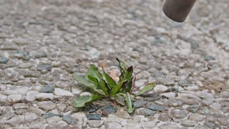 Weed-burner-incinerating-weeds-growing-between-garden-tiles-in-yard