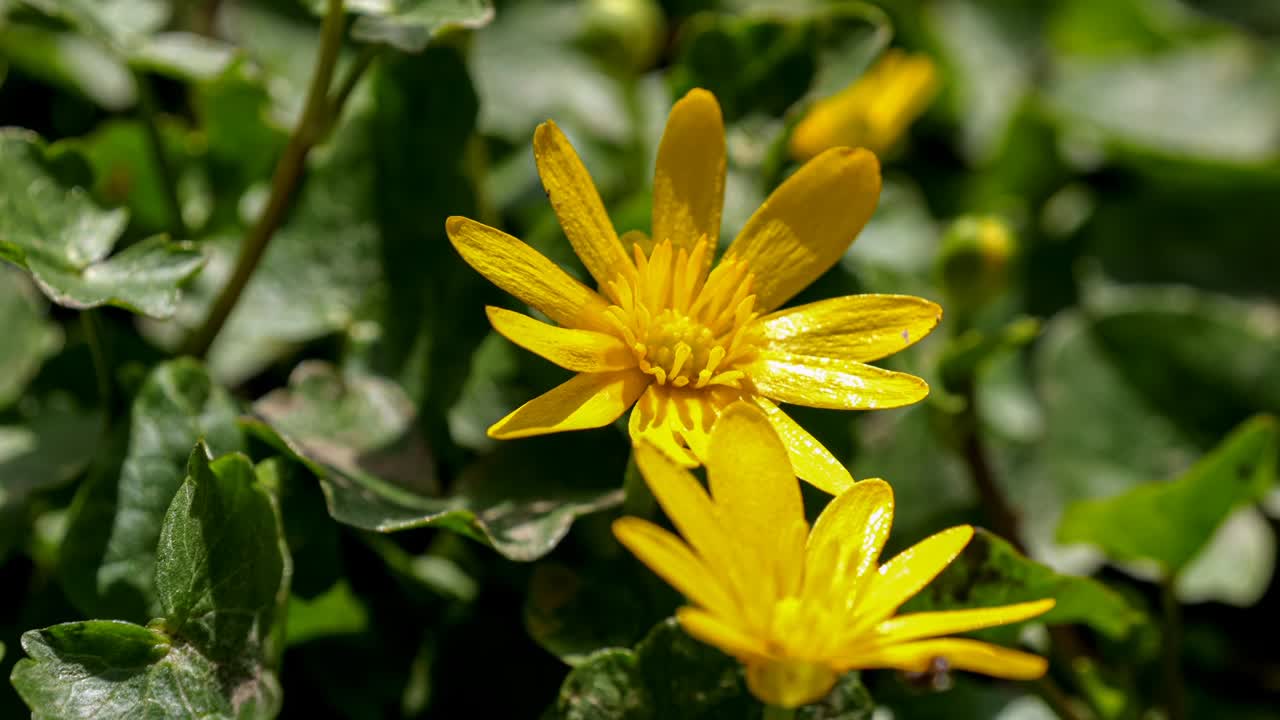 pilewort amarillo, flor de celandina menor en una ligera brisa