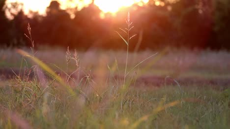 moving towards a few sparse stalks of wild grass backlit by the sunset that is coming over trees