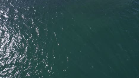 Aerial-View-Of-Sea-Turtle-Swimming-In-The-Sea-At-Summer