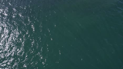 aerial view of sea turtle swimming in the sea at summer