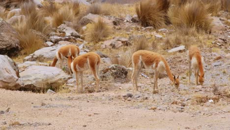 oído hablar de guanaco en las montañas de los andes peruanos a gran altura comiendo hierba